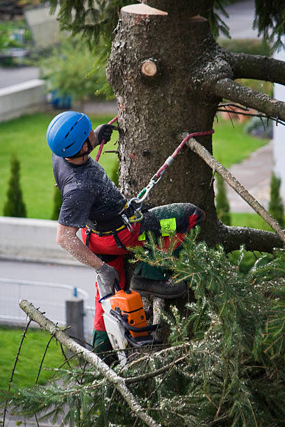 Best Hazardous Tree Removal  in Winooski, VT